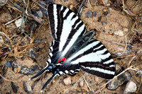 Swallowtails & Parnassians—North America