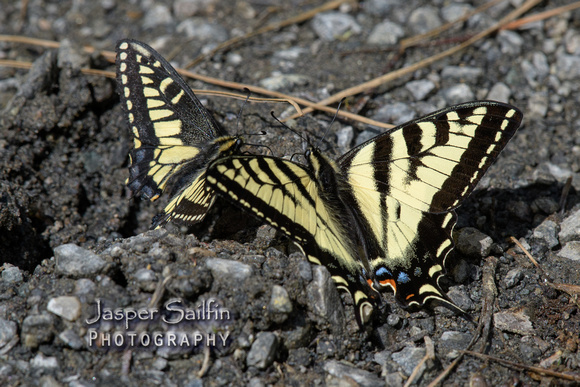 Western Tiger Swallowtail (Papilio rutulus) on right and Anise Swallowtail (Papilio zelicaon) on left