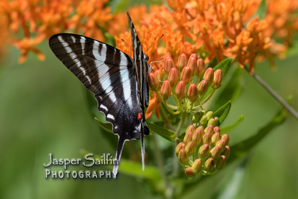 Zebra Swallowtail (Eurytides marcellus) summer form