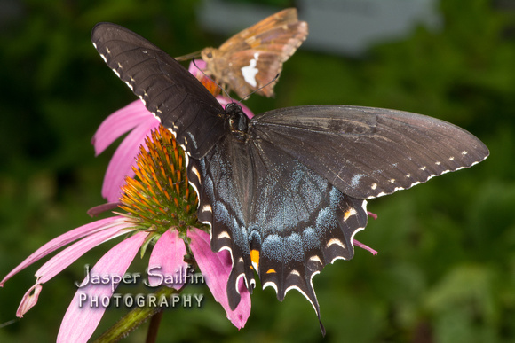 Eastern Tiger Swallowtail (Papilio glaucus). Dark form female