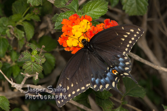 Black Swallowtail (Papilio polyxenes asterius) female