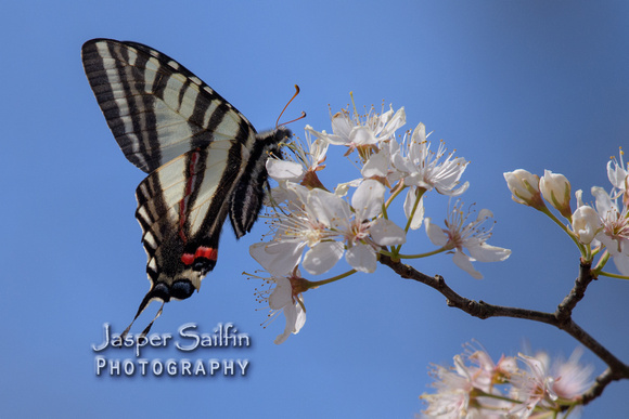 Zebra Swallowtail (Eurytides marcellus) spring form