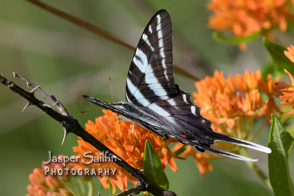 Zebra Swallowtail (Eurytides marcellus) summer form