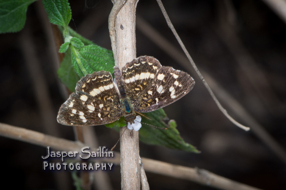 Pale-banded Crescent (Phyciodes tulcis)