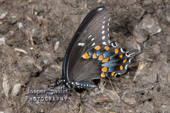 Spicebush Swallowtail (Papilio troilus)