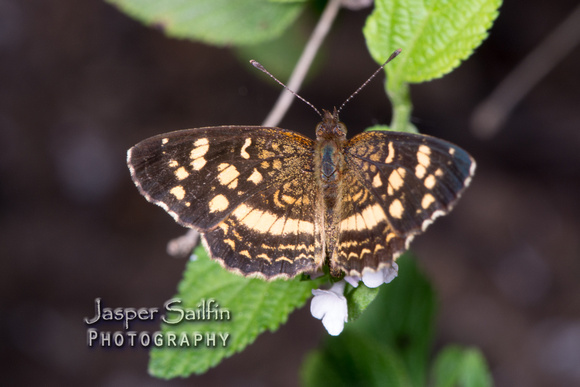 Pale-banded Crescent (Phyciodes tulcis)