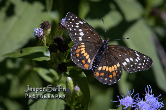 Banded Patch (Chlosyne endeis)