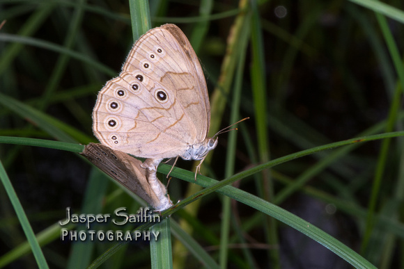 Appalachian Brown (Satyrodes appalachia) mating pair
