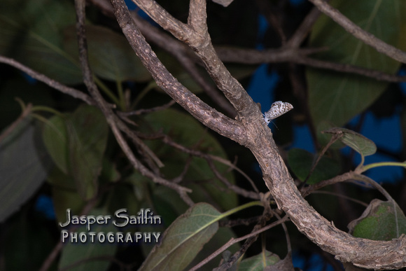 Cassius Blue (Leptotes cassius)