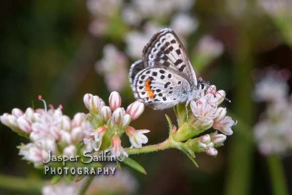 Square-spotted Blue (Euphilotes battoides)