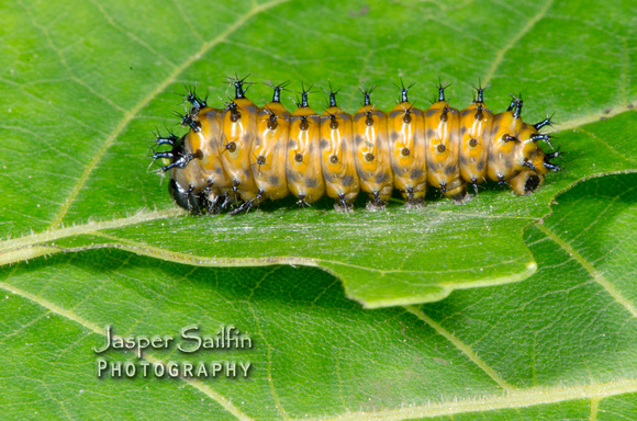 Cecropia Moth (Hyalophora cecropia) Caterpillar