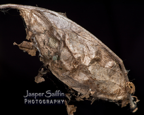 Cecropia Moth (Hyalophora cecropia) cocoon