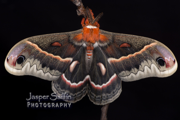 Cecropia Moth (Hyalophora cecropia) male