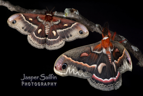 Columbia Moth (Hyalophora columbia columbia) female (left) with Cecropia Silkmoth (Hyalophora cecropia) male