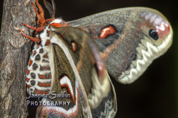 Cecropia Moth (Hyalophora cecropia)