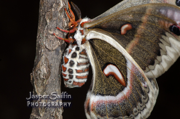 Cecropia Moth (Hyalophora cecropia) female