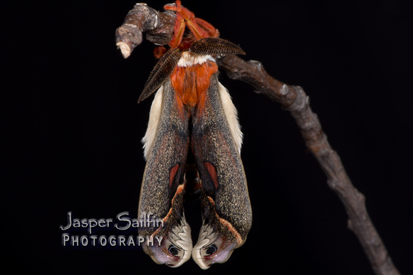 Cecropia Moth (Hyalophora cecropia) male inflating wings