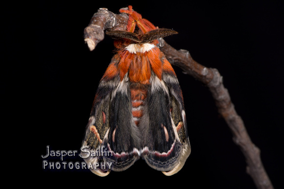 Cecropia Moth (Hyalophora cecropia) male inflating wings