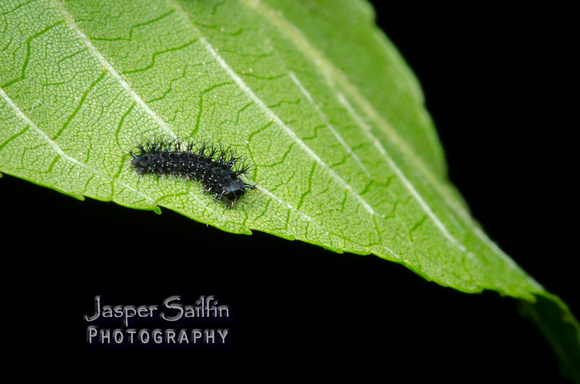 Cecropia Moth (Hyalophora cecropia) first instar caterpillar
