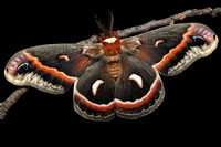 Cecropia Moth (Hyalophora cecropia) Lifecycle