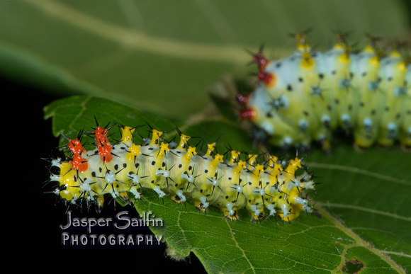 Cecropia Moth (Hyalophora cecropia) caterpillars