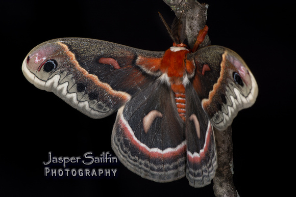 Cecropia Moth (Hyalophora cecropia) male