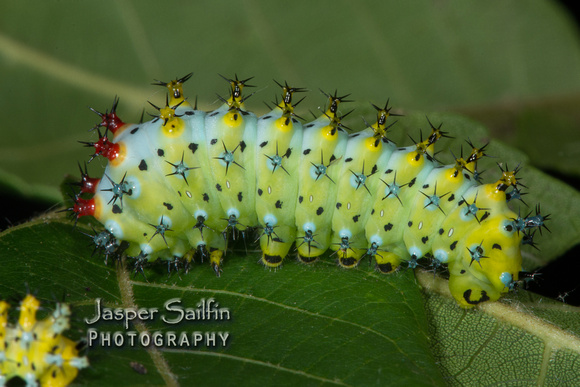 Cecropia Moth (Hyalophora cecropia) caterpillar