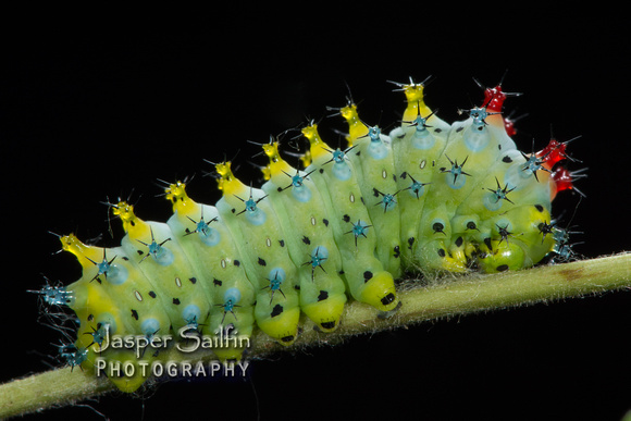 Cecropia Moth (Hyalophora cecropia) caterpillar