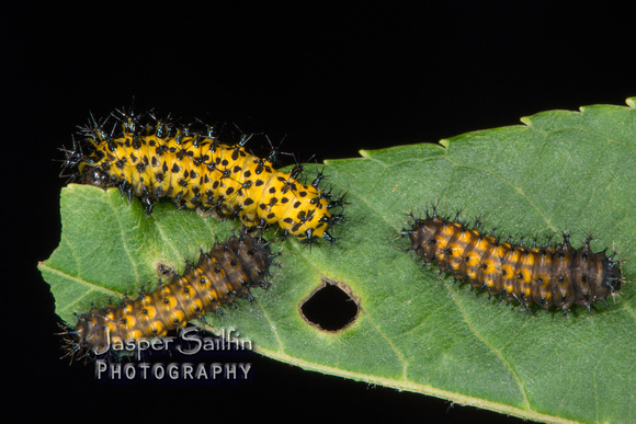 Cecropia Moth (Hyalophora cecropia) caterpillars