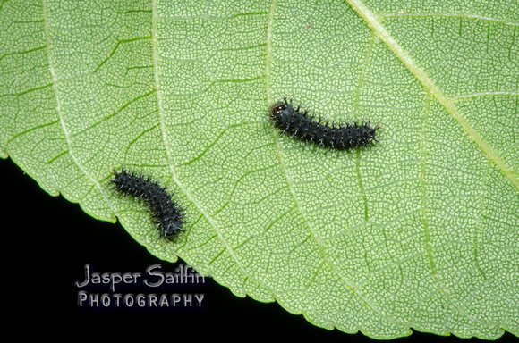 Cecropia Moth (Hyalophora cecropia) first instar caterpillars