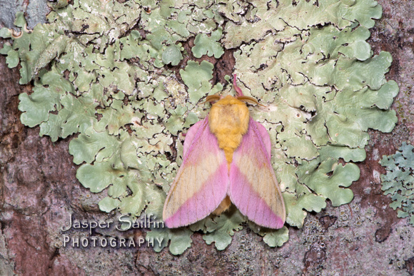 Rosy Maple Moth (Dryocampa rubicunda)