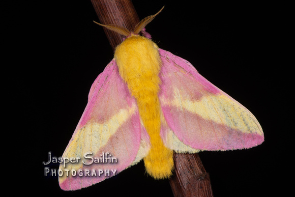 Rosy Maple Moth (Dryocampa rubicunda) male