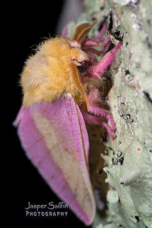 Rosy Maple Moth (Dryocampa rubicunda)