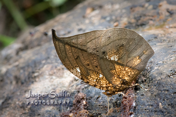 Magnificent Leafwing (Coenophlebia archidona)