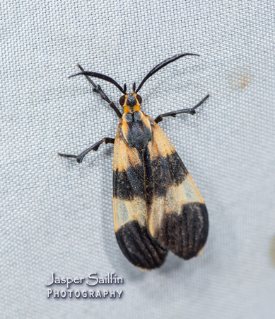 Tiger Bug Mimic (Correbia lycoides)