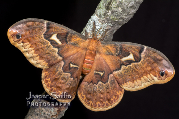 Tulip Tree Moth (Callosamia angulifera) female