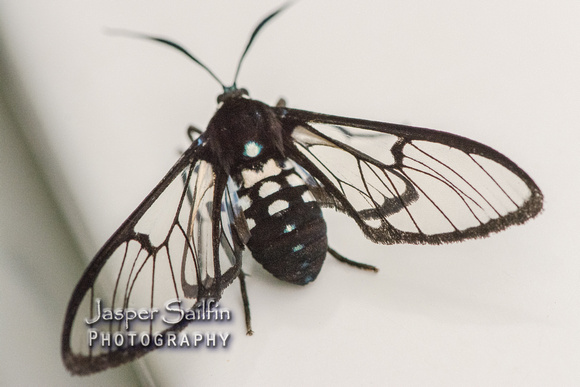 Wasp Moth (Homoeocera albizonata)