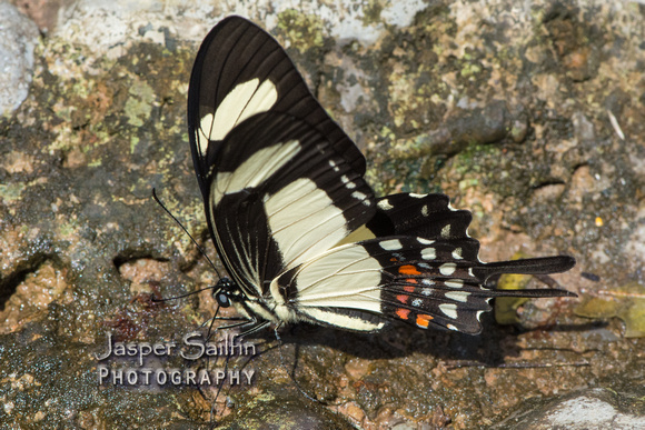 Torquatus Swallowtail (Heraclides torquatus) or possibly H. garleppi?