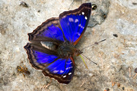 Emperor Butterflies (Nymphalidae/Apaturinae)—Peru