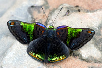 Metalmark Butterflies (Riodinidae)—Peru