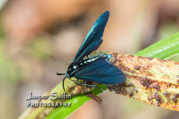 Blue-green Wasp Mimic (Antichloris eriphia) ?