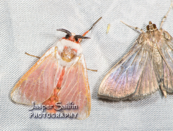 Rosy Ermine (Trosia dimas)? Worn specimen that has lost most of its wing scales.